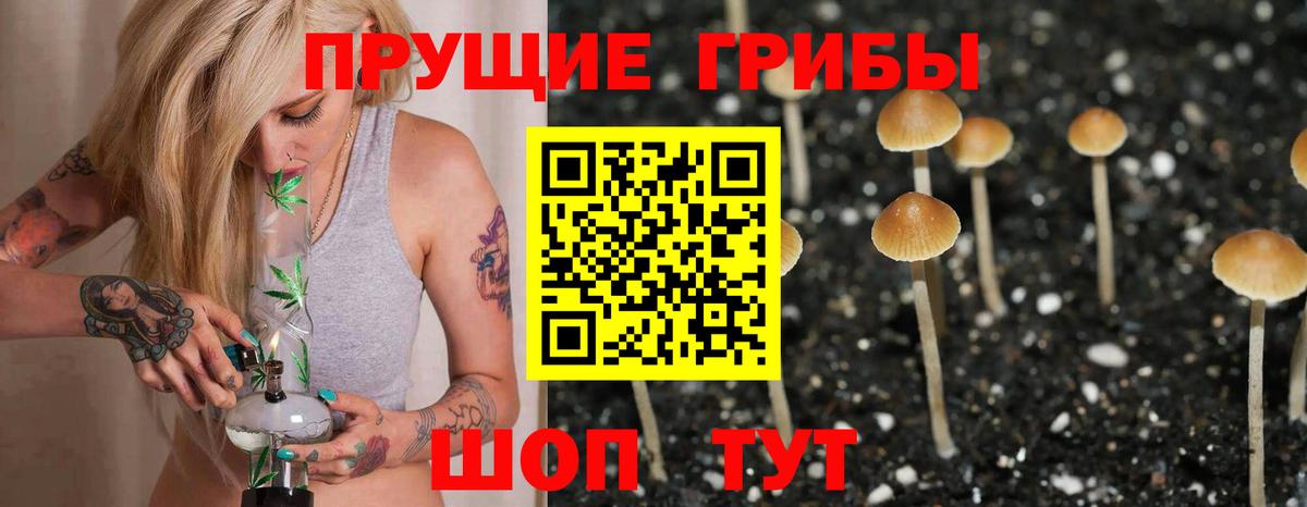 Галлюциногенные грибы Psilocybine cubensis Новокубанск